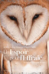 Un espoir pour l’effraie