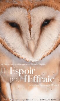 Un espoir pour l’effraie