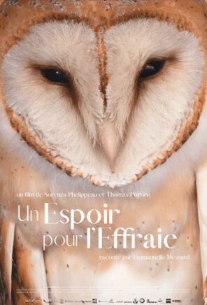 Un espoir pour l’effraie
