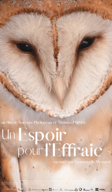 Un espoir pour l’effraie
