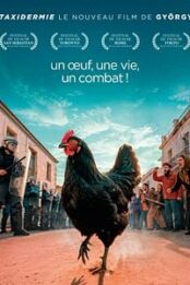 Cocotte