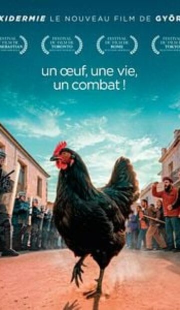 Cocotte