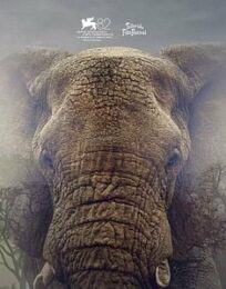 Ghost Elephants