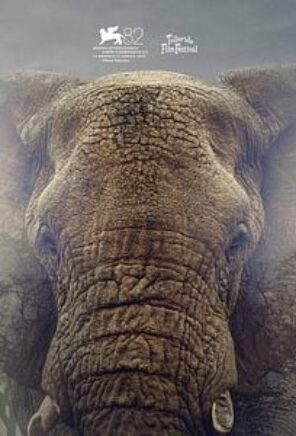 Ghost Elephants