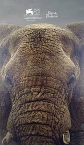 Ghost Elephants